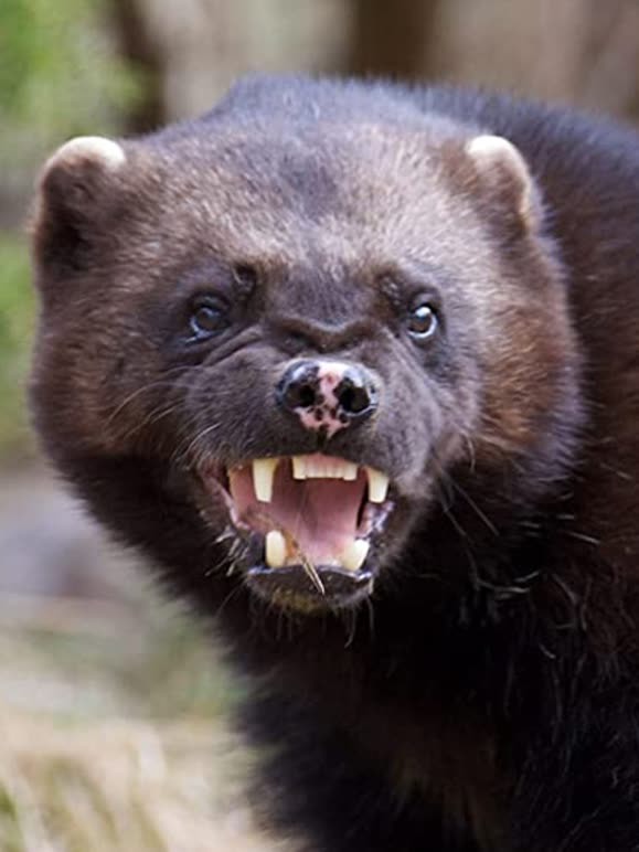 狼獾妈妈封面图