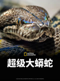 超级大蟒蛇封面图