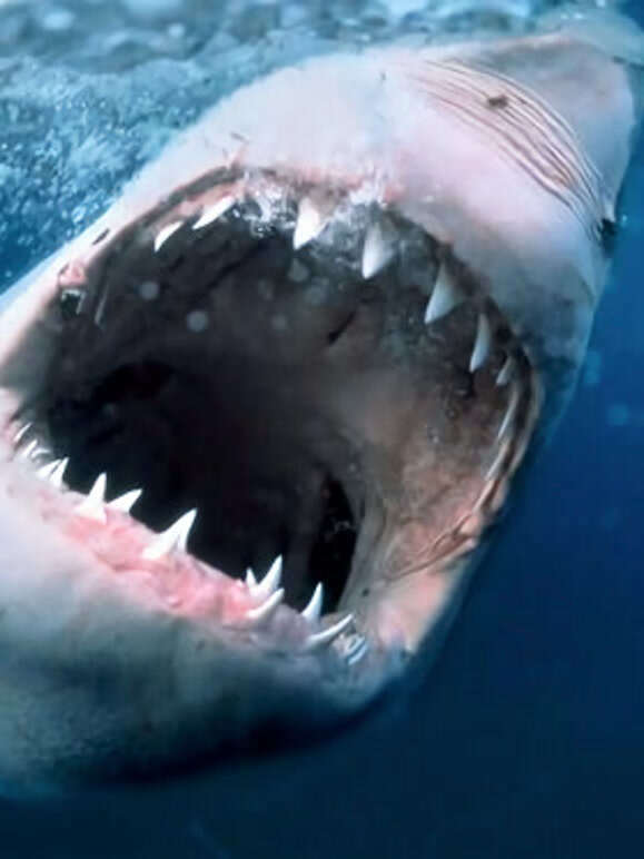 海洋捕食者封面图