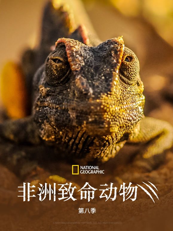 非洲致命动物第八季封面图