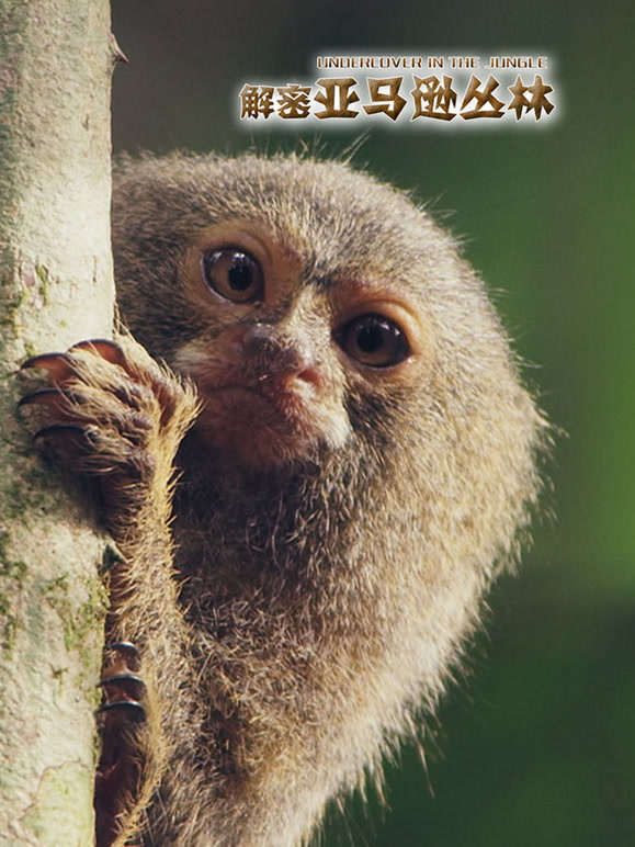 解密亚马逊丛林封面图