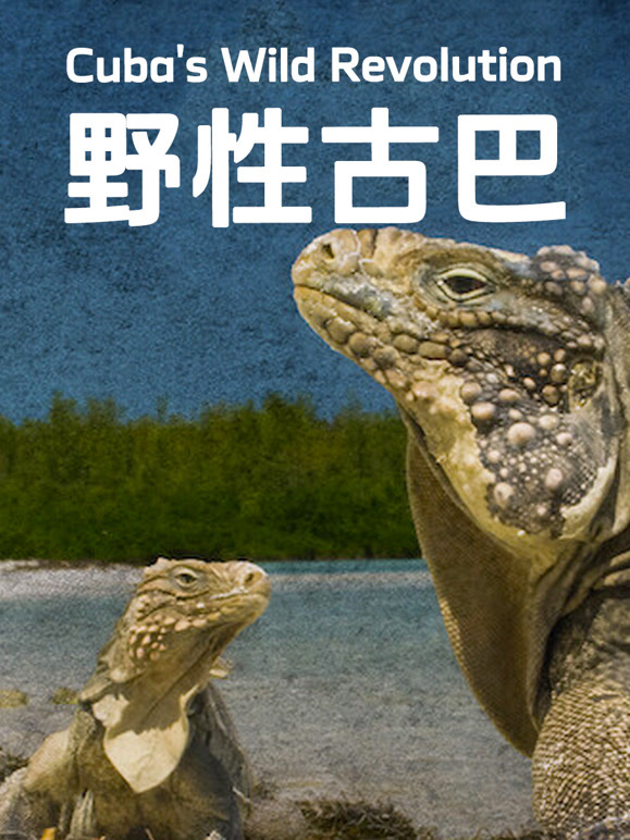 野性古巴封面图