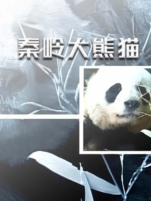 秦岭大熊猫封面图