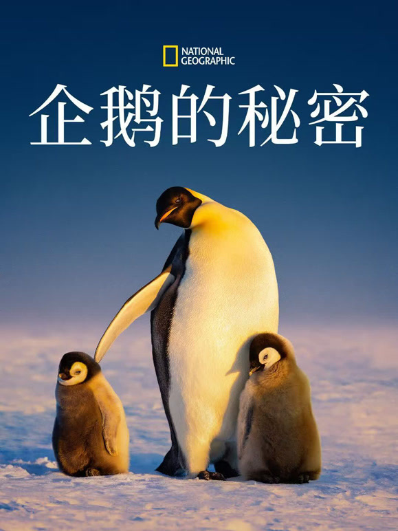 企鹅的秘密封面图