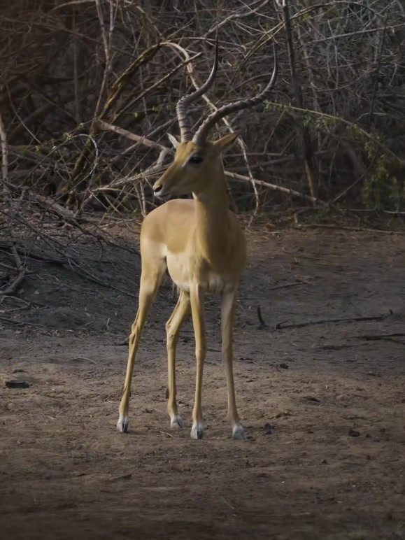 康噶湖惨案封面图
