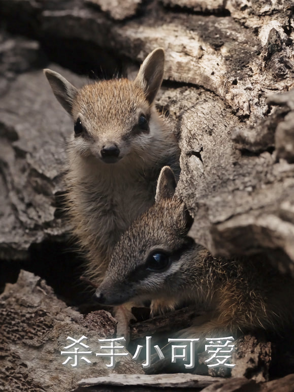 杀手小可爱封面图