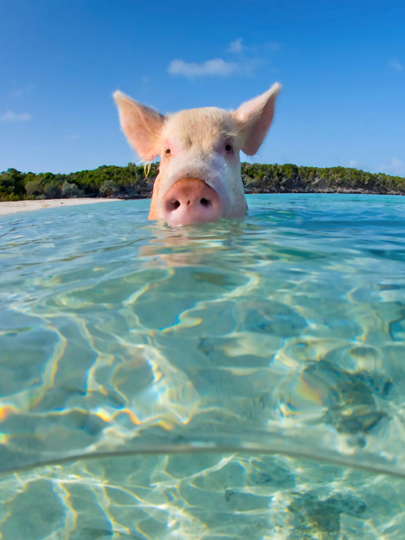 自然界最奇异的事件第四季封面图