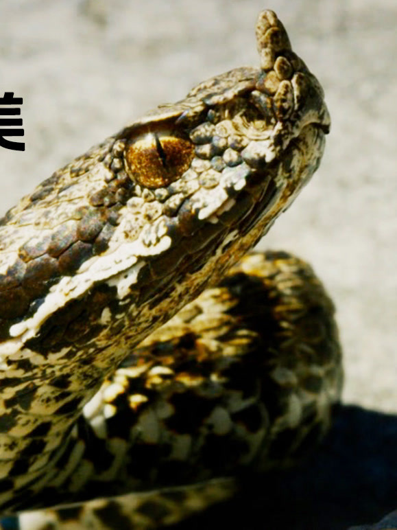 希腊的野性之美封面图