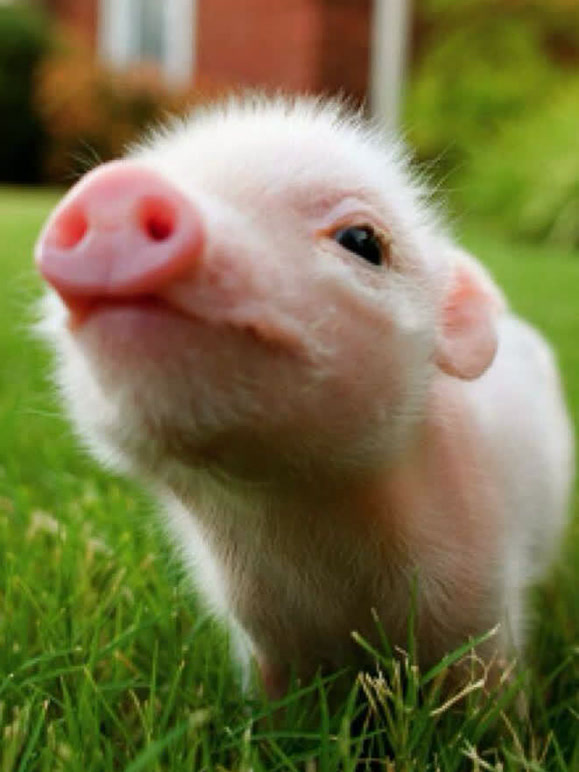 动物出生的奇妙之旅封面图