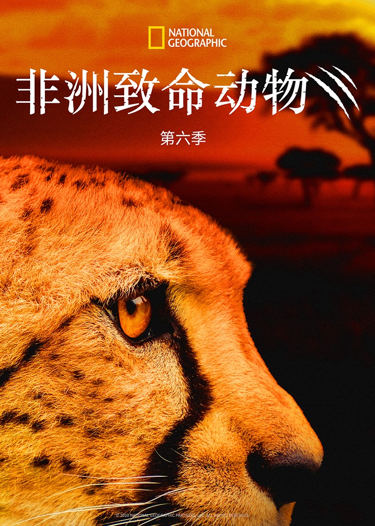 非洲致命动物第六季封面图