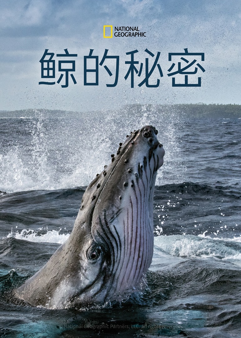 鲸的秘密封面图