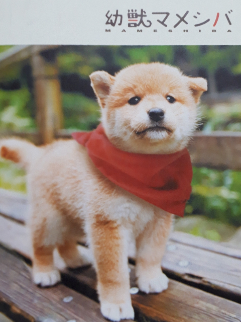 豆柴小犬封面图