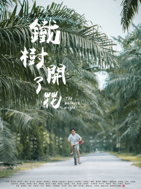 铁树开了花封面图