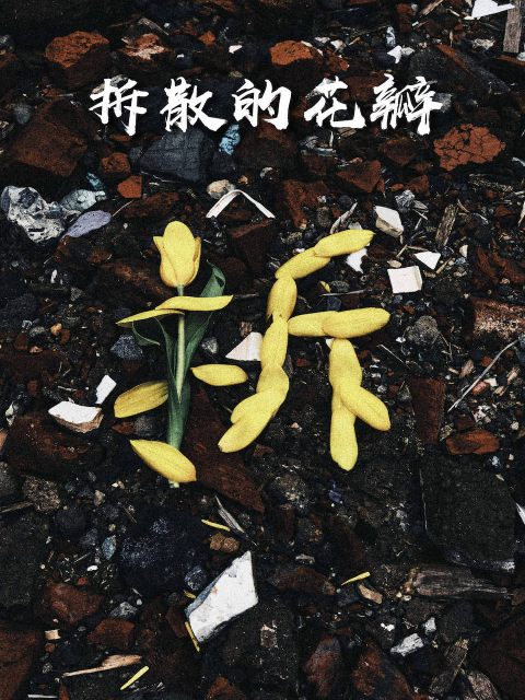 拆散的花瓣封面图