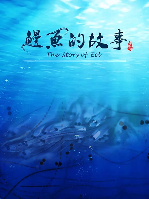 鳗鱼的故事封面图