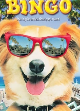 灵犬宾果封面图