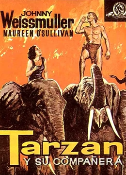 泰山得美封面图