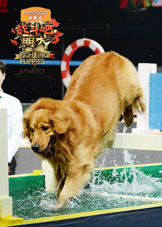 战斗吧萌犬封面图